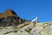 Monti Colombarolo (2309 m) e Ponteranica orientale (2378 m) da Ca’ San Marco il 27 ottobre 2016 - FOTOGALLERY